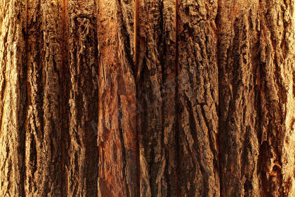 Woody aus der Kollektion Letz - Highboard IV Mangoholz 2. Wahl